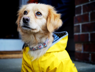 Sweet golden dog in a yellow rain jacket